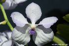 Vanda coerulea var. semi-alba