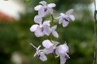 Vanda coerulea var. semi-alba