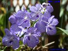 Vanda coerulea