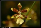 oncidium altissimum