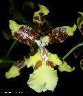 oncidium altissimum