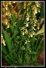 oncidium altissimum