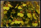 oncidium flexuosum