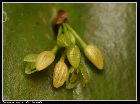 pleurothallis tridentata