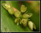 pleurothallis tridentata