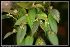 pleurothallis tridentata