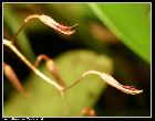 pleurothallis fastidiosa