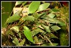 pleurothallis fastidiosa