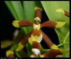 odontoglossum portmannii