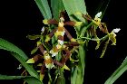 odontoglossum portmannii