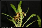 odontoglossum portmannii