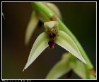 bulbophyllum paranaense