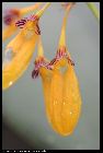 bulbophyllum retusiusculum