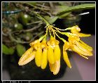 bulbophyllum retusiusculum