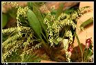 anathallis sclerophylla