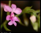 calanthe cardioglossa