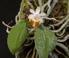 phalaenopsis lobbii