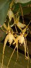 brassia chloroleuca