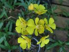 oncidium onustum