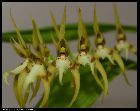 brassia peruviana