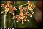 paraphalaenopsis labukensis