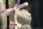 Dendrobium aphyllum