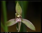 cymbidium goeringii