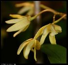 dendrobium adae