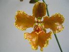 oncidium forbessi