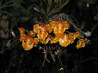 Oncidium forbesii