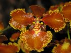 Oncidium forbesii