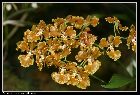 oncidium forbesii