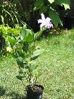 Sobralia warscewiczii