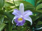 Sobralia warscewiczii