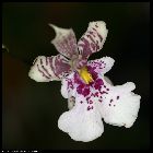 caucaea phalaenopsis