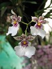 Oncidium (Caucaea) phalaenopsis