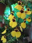 Oncidium varicosum var. baldwin