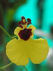 Oncidium varicosum var. baldwin