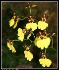 oncidium varicosum