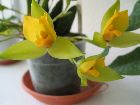 Lycaste cruenta