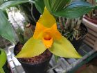 Lycaste cruenta