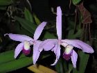 Laelia perrinii