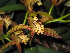 Cymbidium tracyanum