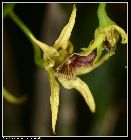 dendrobium alexandrae