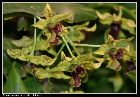 dendrobium convolutum