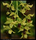 dendrobium convolutum