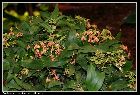 dendrobium convolutum