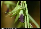 dendrobium hemimelanoglossum