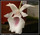 cochleanthes amazonica