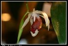 coelogyne usitana